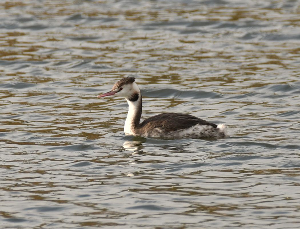 Great Crested Grebe