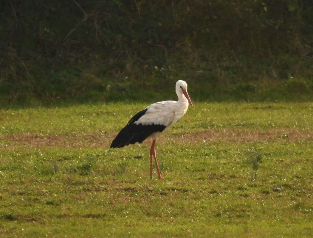 White Stork