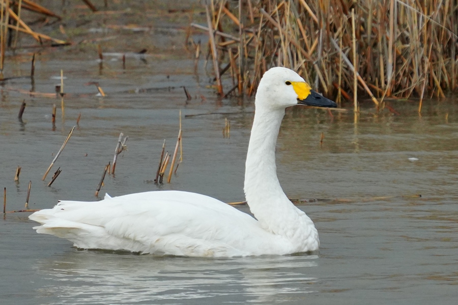 Tundra Swan