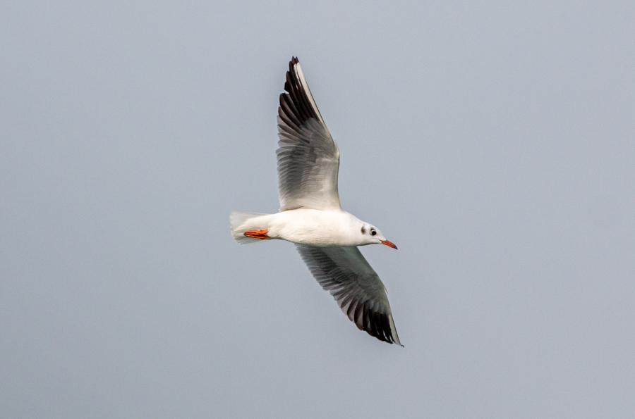 Black-headed Gull