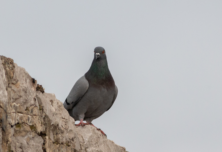 Rock Dove