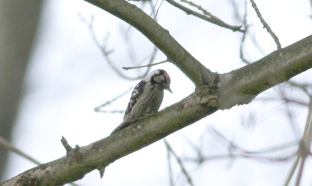 Küçük Ağaçkakan