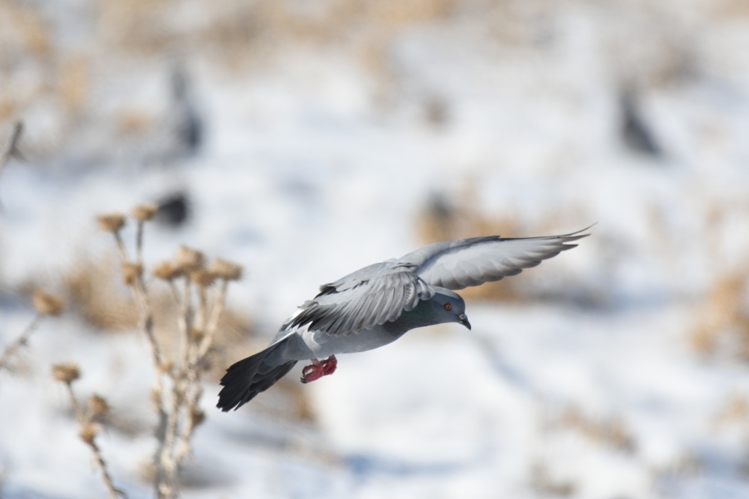 Rock Dove