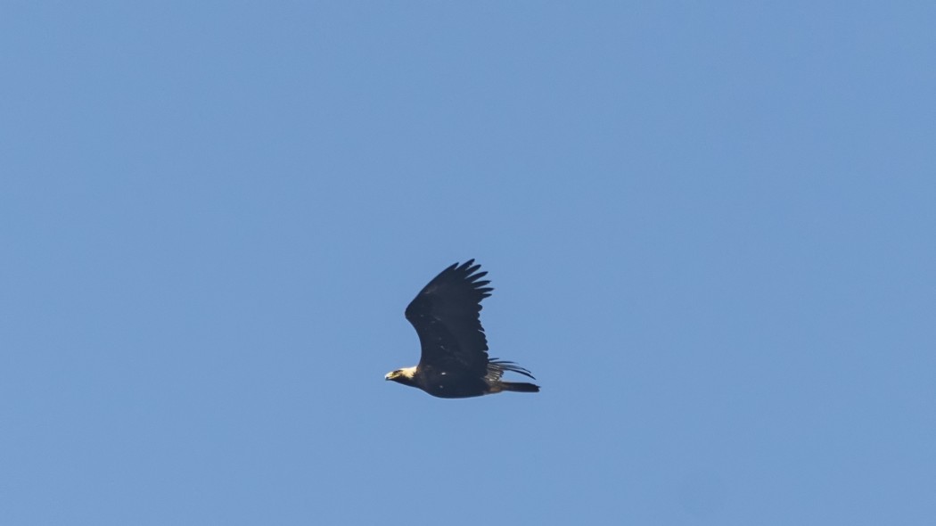 Golden Eagle