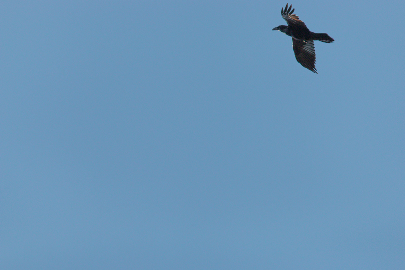 Northern Raven