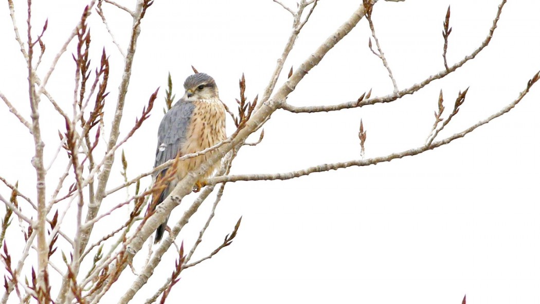 Merlin