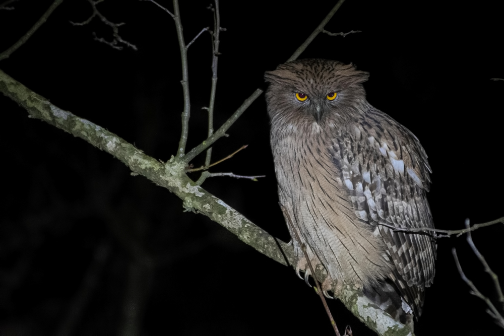 Brown Fish Owl