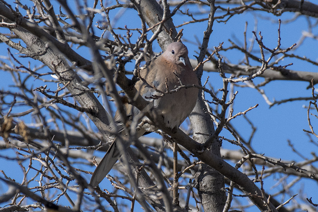 Laughing Dove