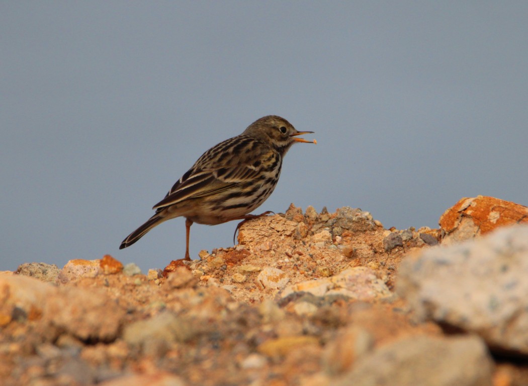 Meadow Pipit