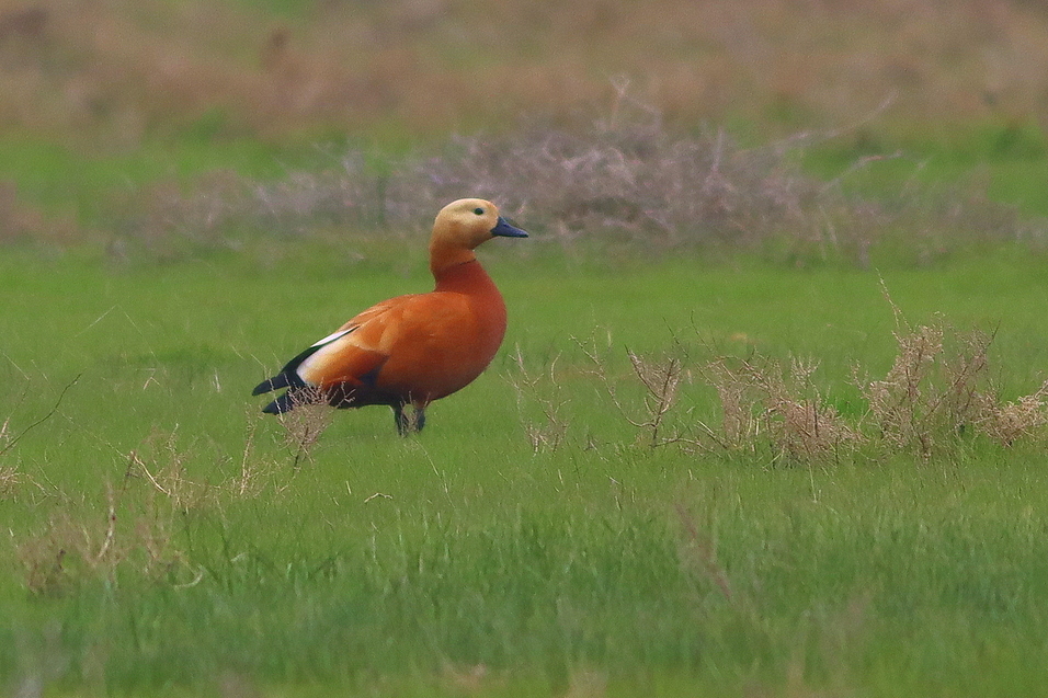 Ruddy Shelduck