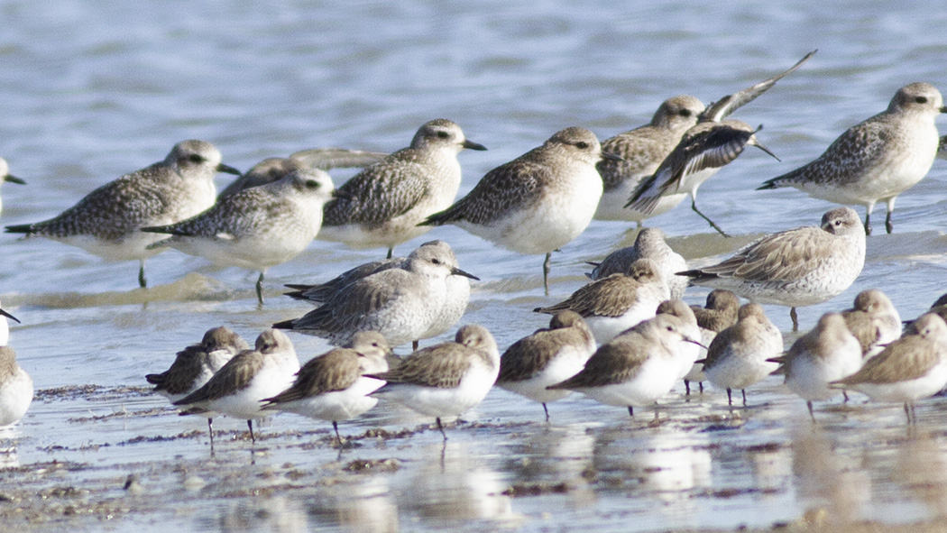 Red Knot