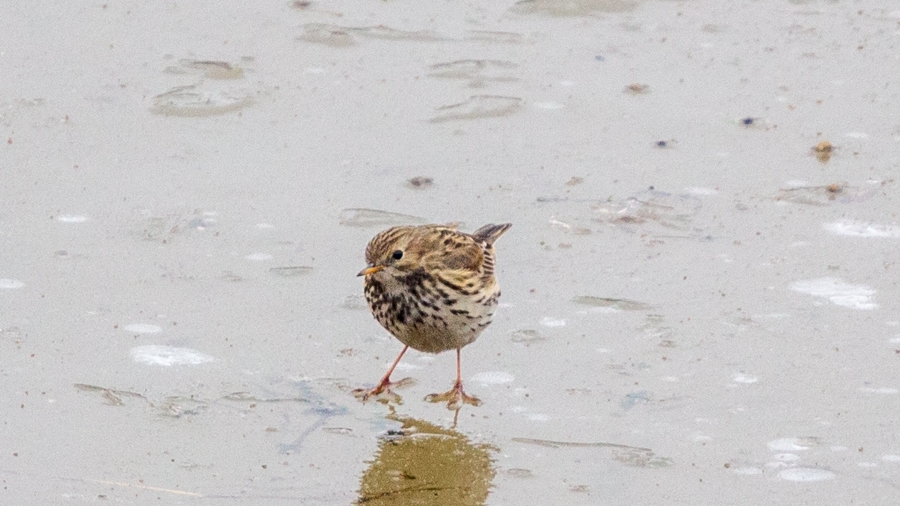 Meadow Pipit
