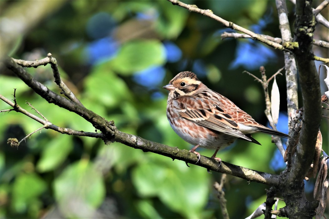 Rustic Bunting