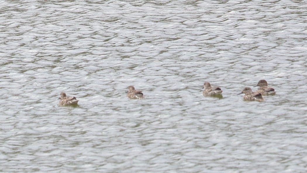 Red-crested Pochard