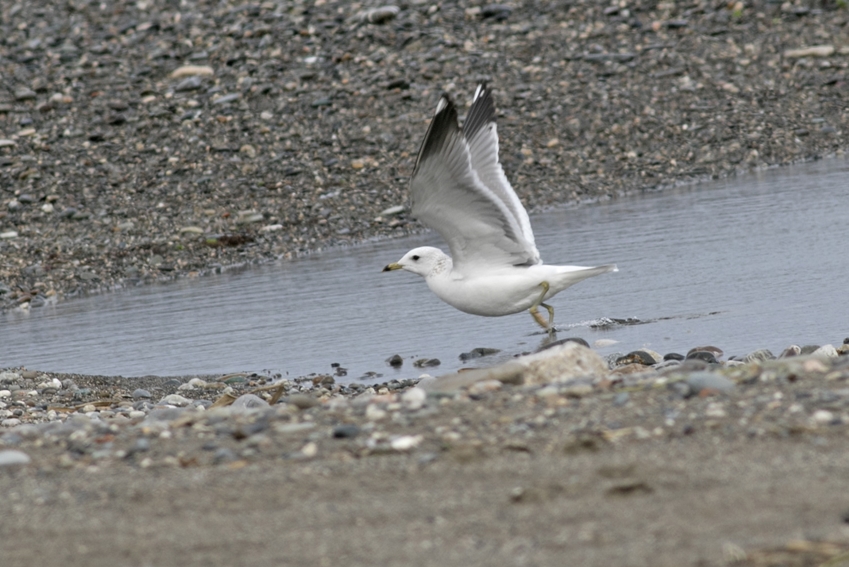 Common Gull