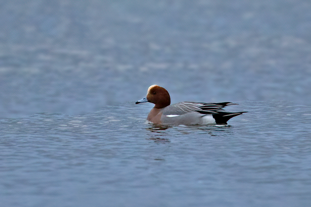 Eurasian Wigeon