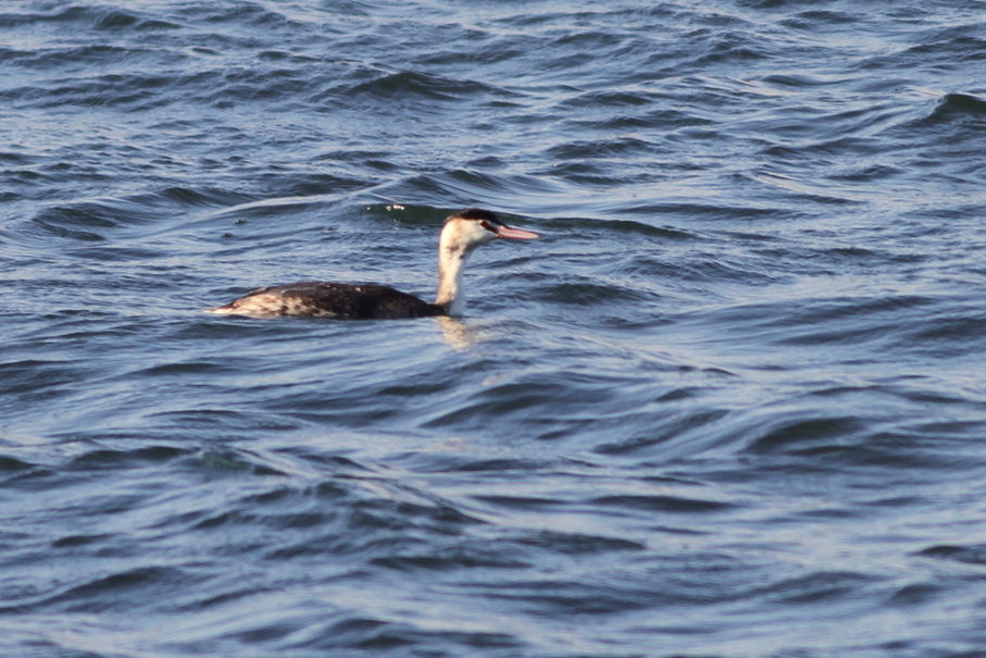 Great Crested Grebe