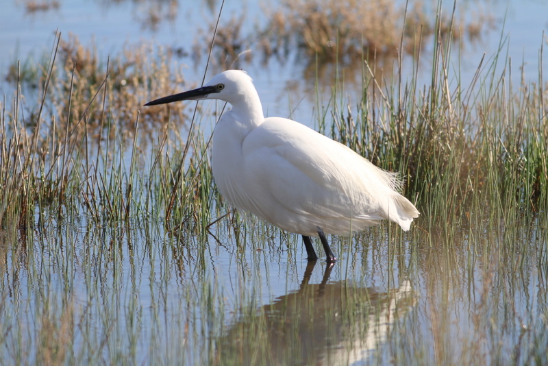 Little Egret