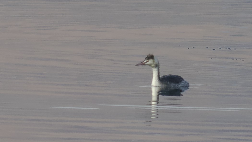 Great Crested Grebe