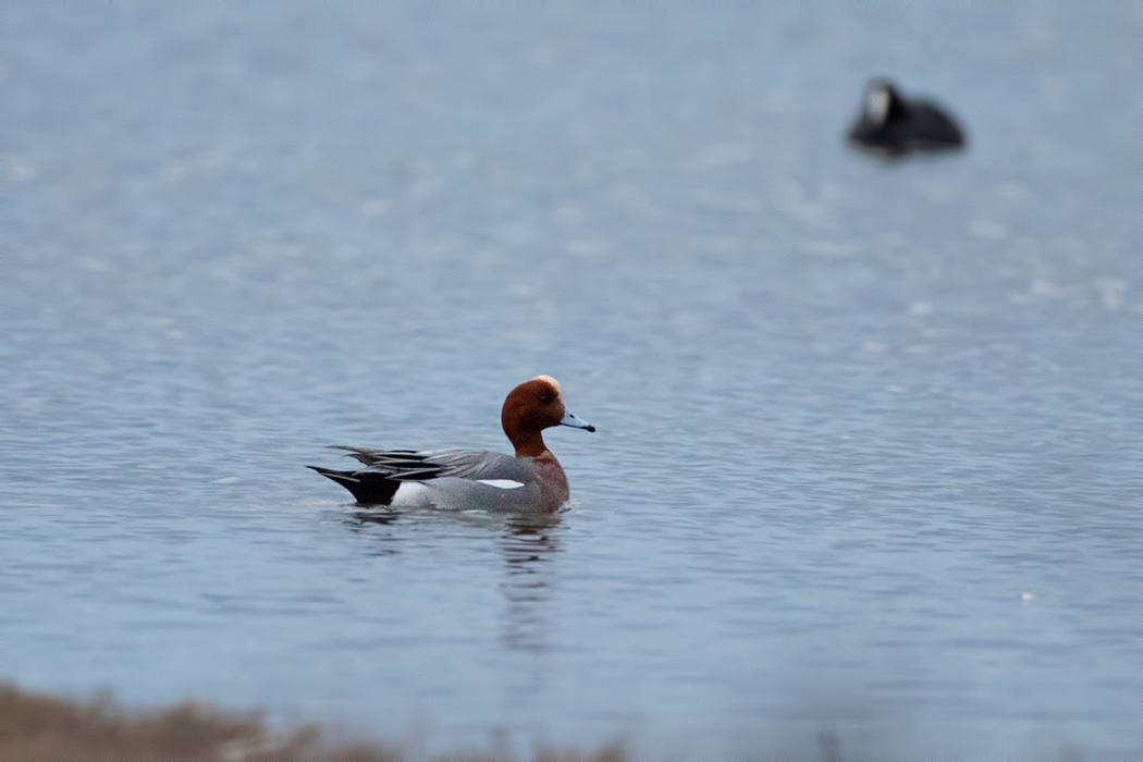 Eurasian Wigeon