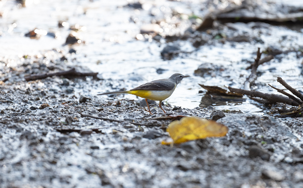 Grey Wagtail