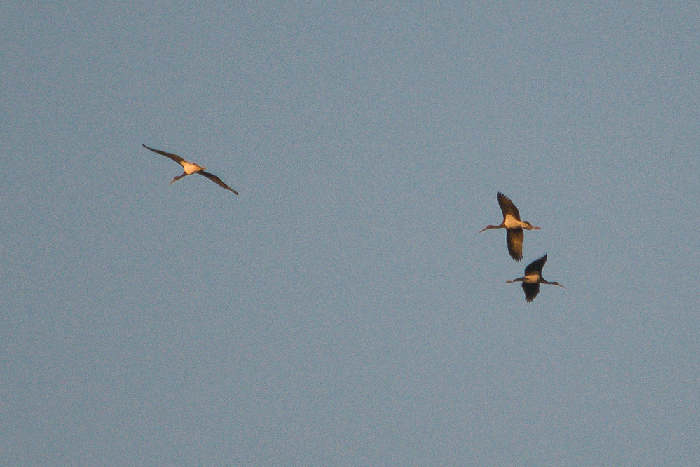 Black Stork