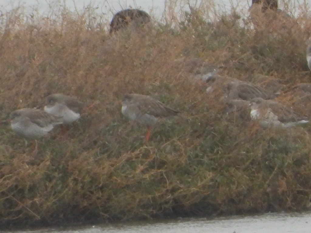 Common Redshank