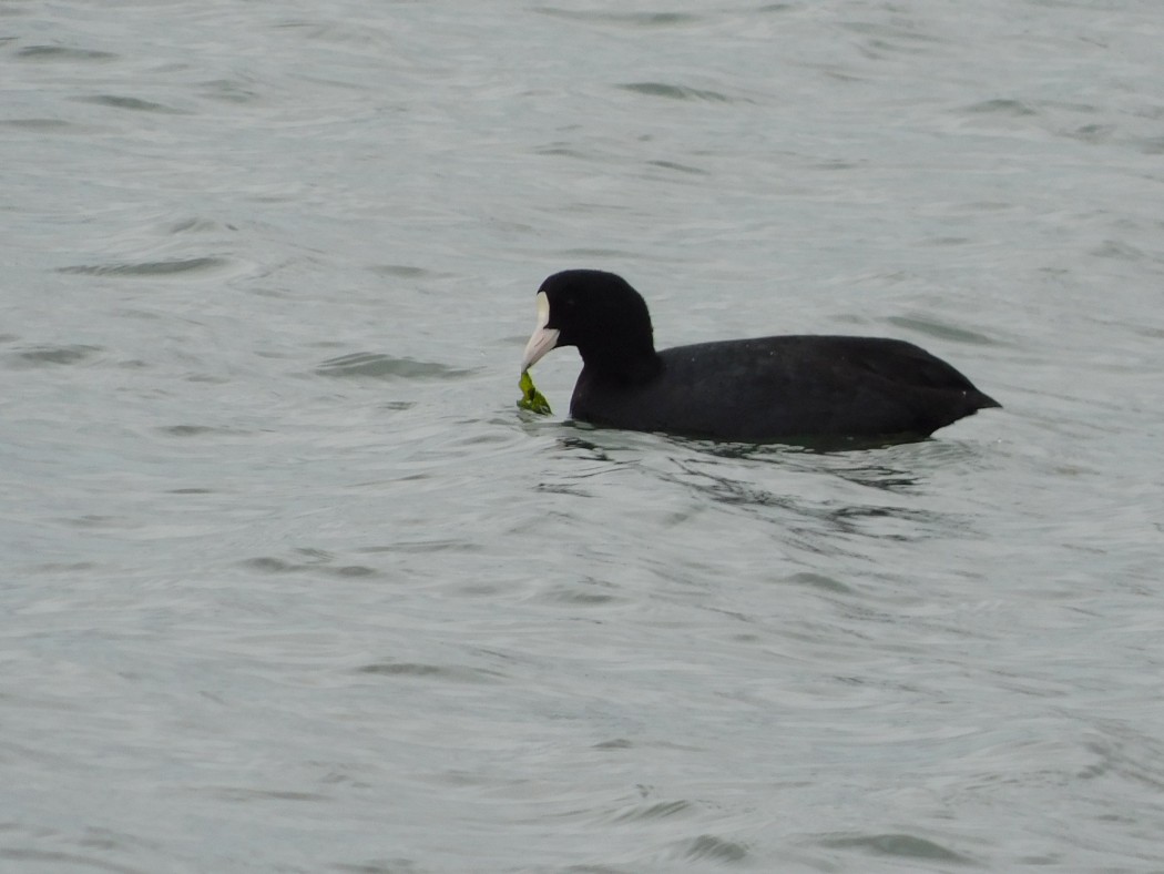 Eurasian Coot