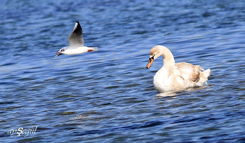Mute Swan