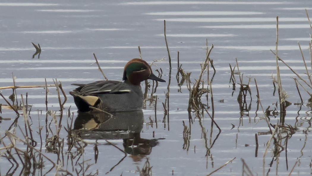 Eurasian Teal