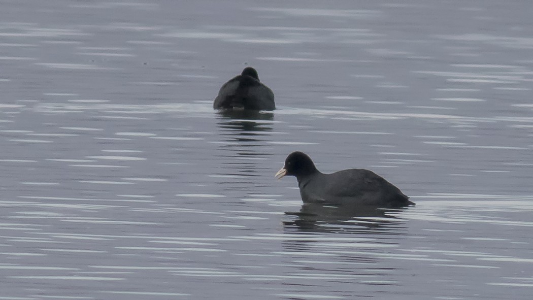 Eurasian Coot