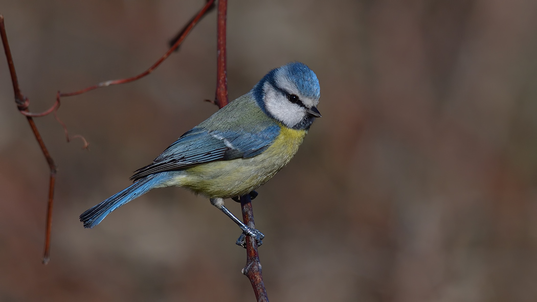 Eurasian Blue Tit