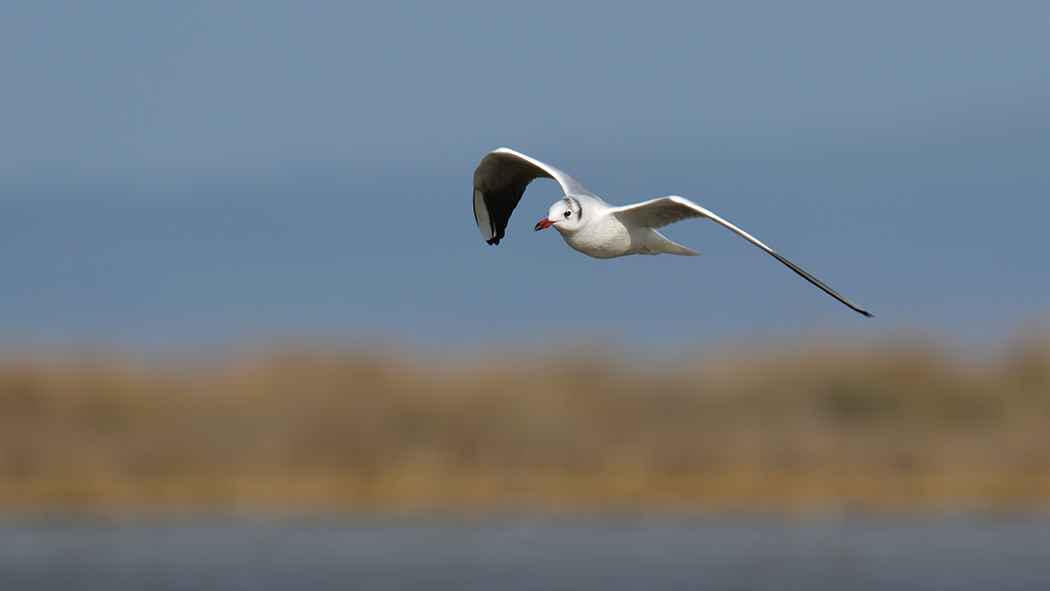 Black-headed Gull