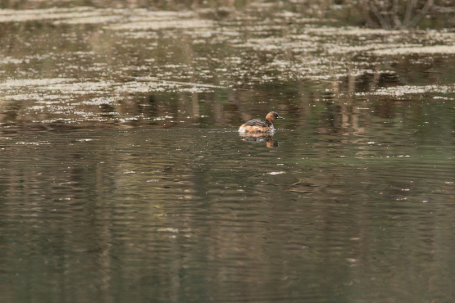 Little Grebe