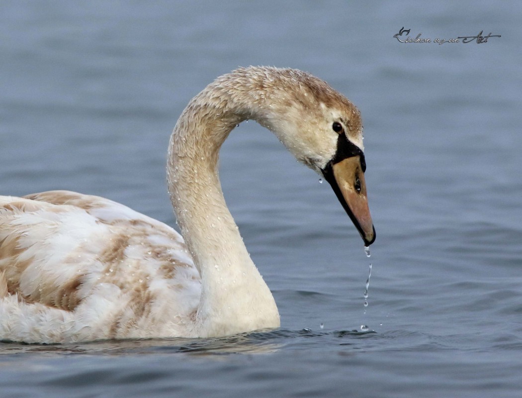 Mute Swan