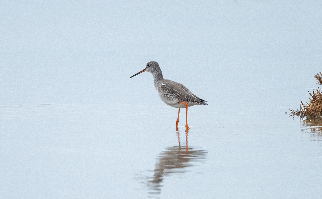 Spotted Redshank