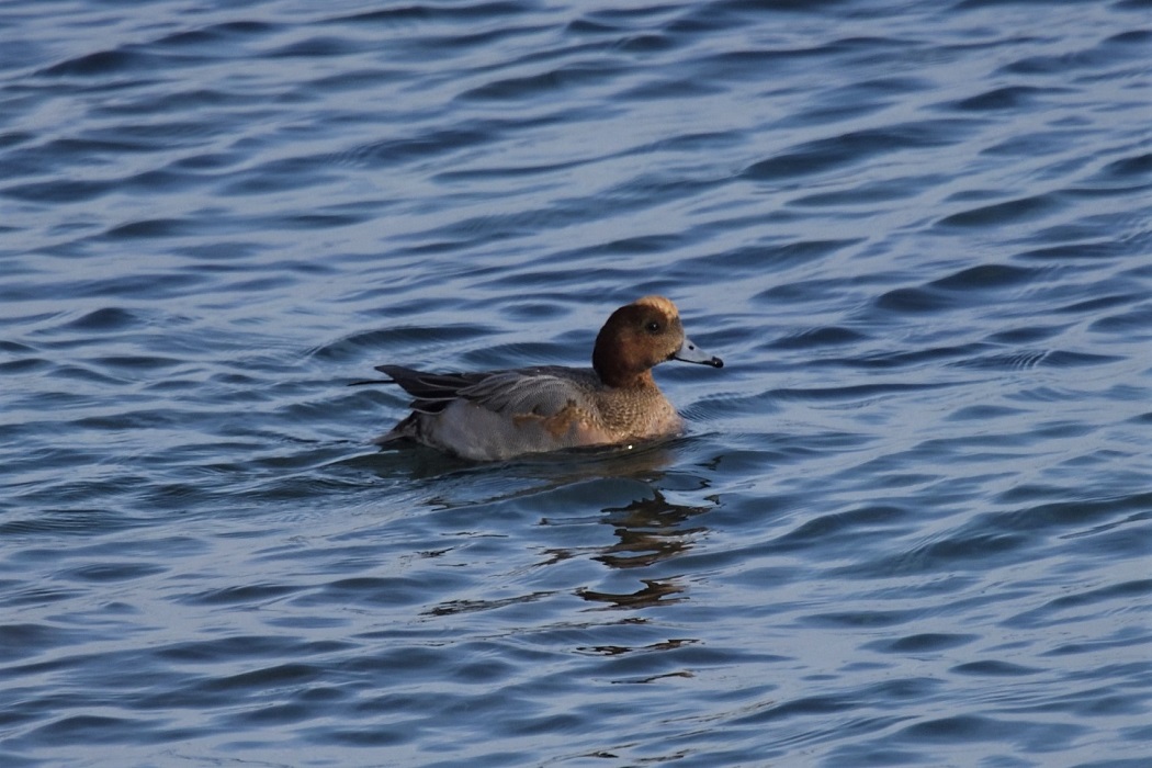Eurasian Wigeon