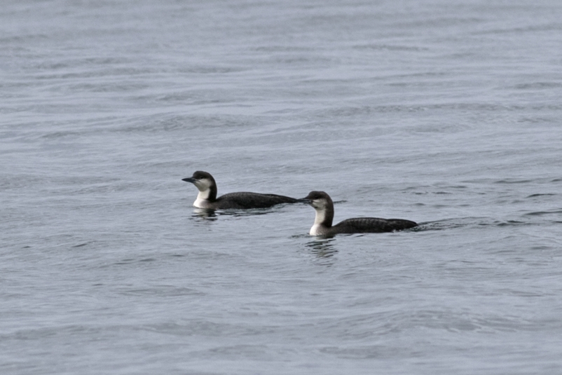 Black-throated Loon