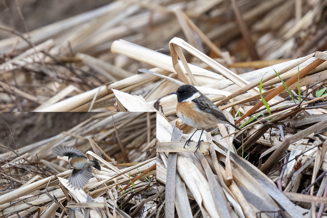 Siberian Stonechat