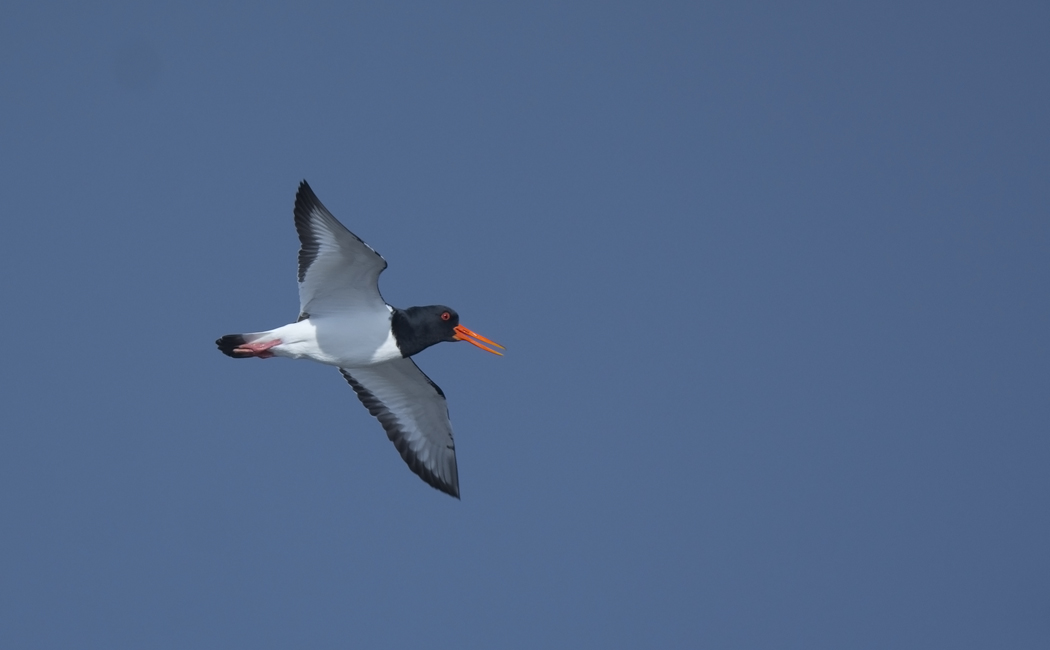 Eurasian Oystercatcher