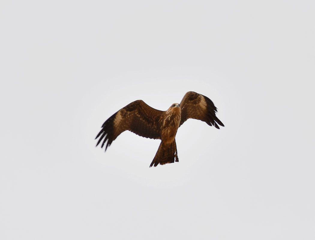 Black Kite