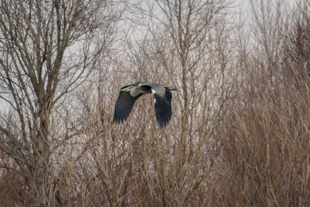 Grey Heron