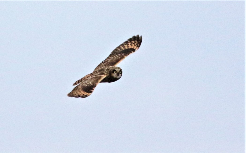 Short-eared Owl