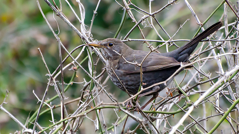 Common Blackbird