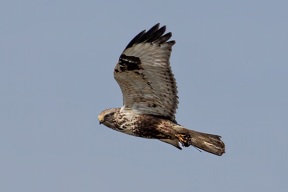 Rough-legged Buzzard