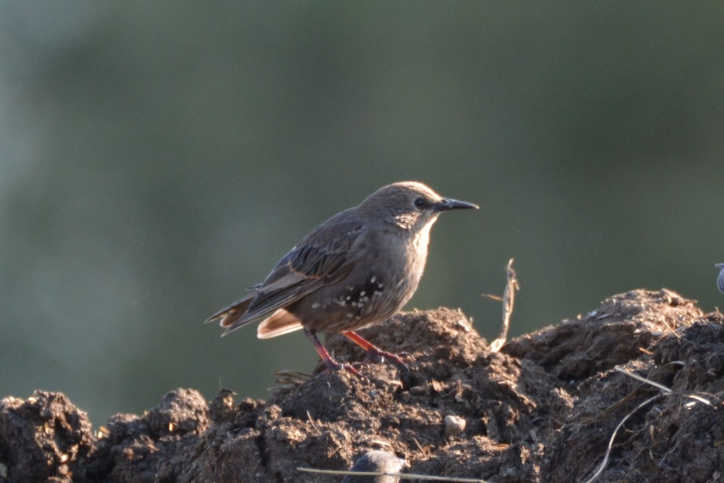 Common Starling