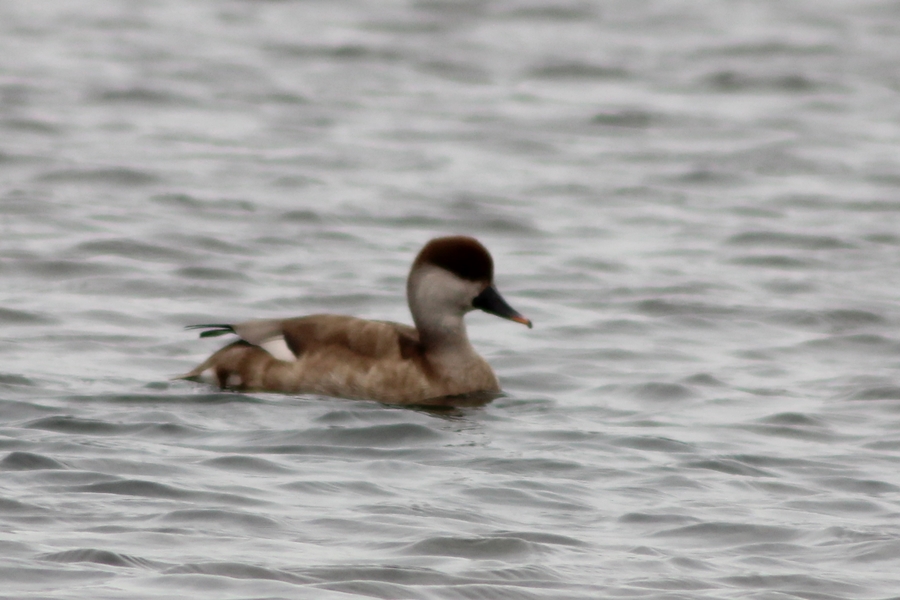 Red-crested Pochard