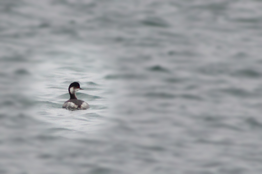 Black-necked Grebe