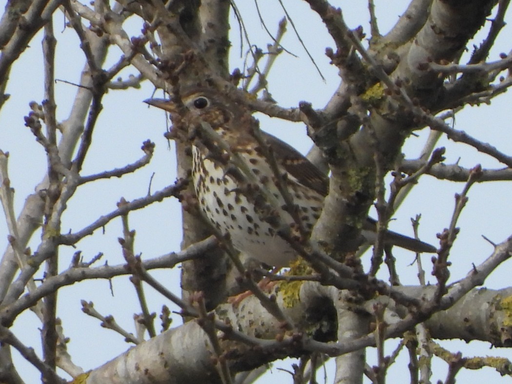 Song Thrush