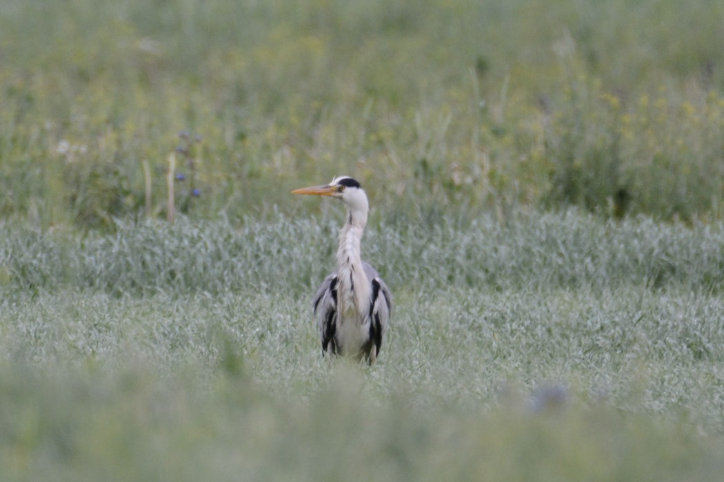 Grey Heron